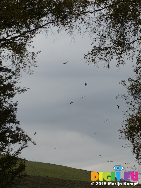 FZ022617 Framed Red kites (Milvus milvus)